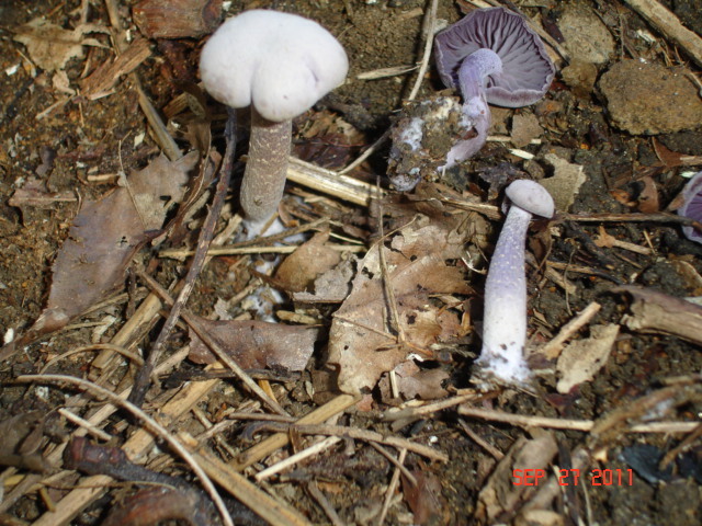 Lilac Bell Cap fungus